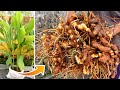 Amazing Idea | Growing Turmeric at Home, easy for Beginners | TEO Garden