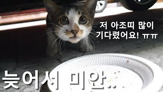 퇴근하고 왔는데 왜 이제오냐며 서럽게 우는 최강 귀요미 아기 길고양이 ㅠㅠ