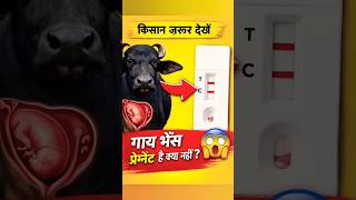 15 मिनट में पता करें गाय या भैंस प्रेग्नेंट है या नहीं | Pregnancy Kit #shorts #short #shortsvideo