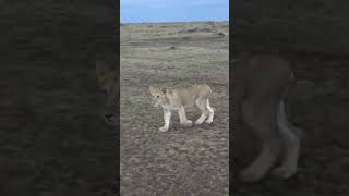 Curious Lions in Masai Mara