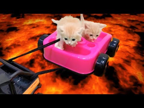 Пол это Лава Спасение КОТЯТ
