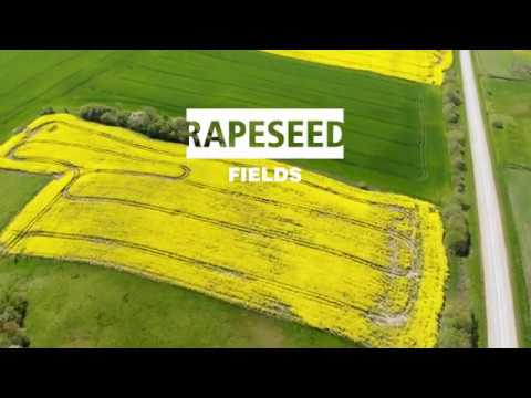 Yell for the Yellow! Rapeseed Fields