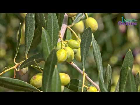 Trees - Olive Tree