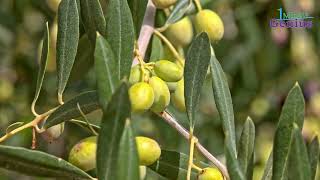Trees - Olive Tree