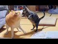 まだまだ遊び足りない猫と、さすがに付き合いきれない柴犬 A Cat Who Still Wants to Play