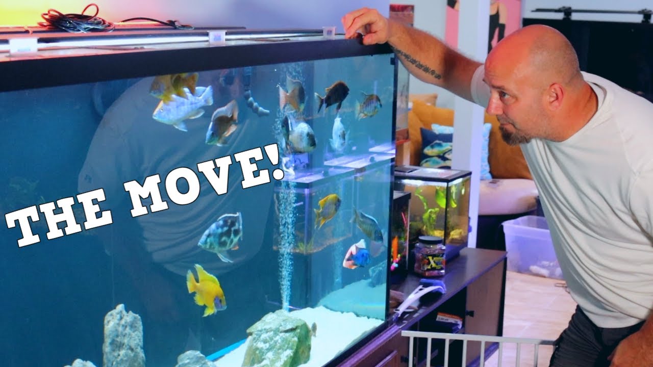 Moving 3 LARGE AQUARIUMS, Having A PLAN To Move Fish Tanks Is Critical