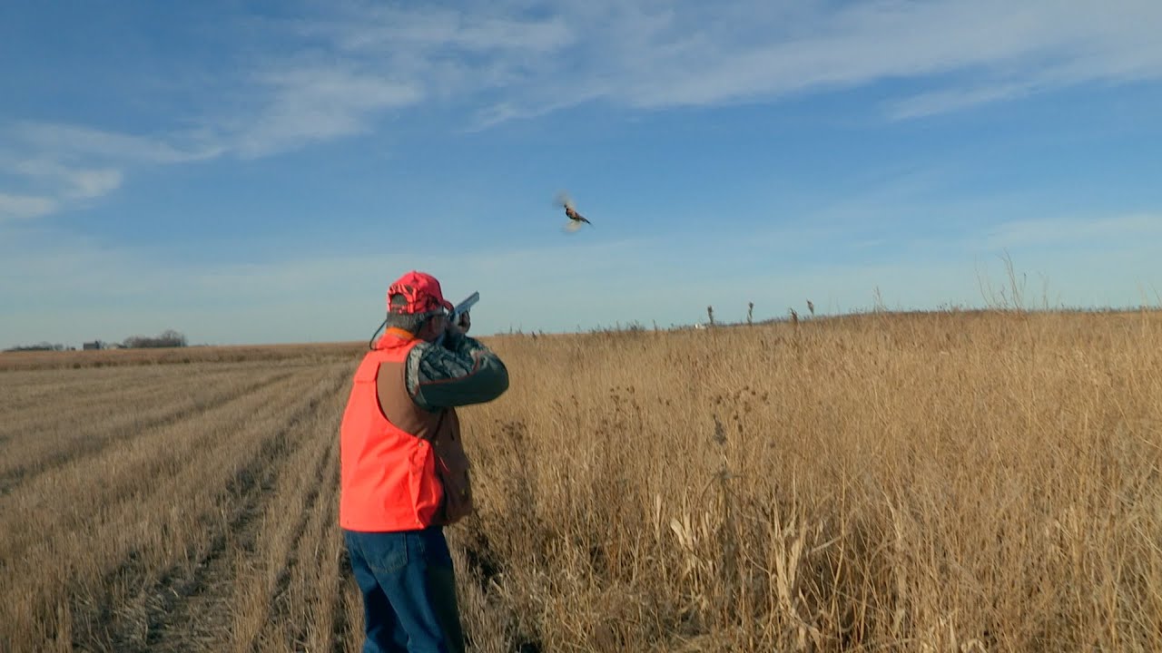 South Dakota Pheasant hunting at it's finest YouTube