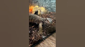 Голодная варан Кими кусается
