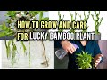 How to care for lucky bamboo dracaena sanderiana