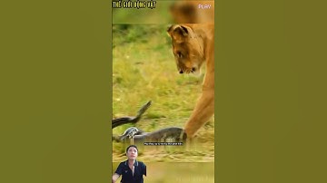 Sư tử mẹ xua đuổi rắn hổ mang cứu con bị cắn vào chân. #shortvideo #shorts  #thegioidongvat.