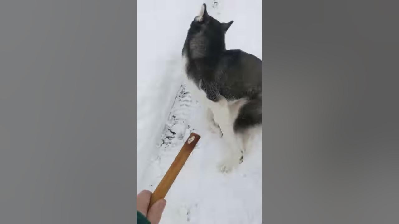 Will My Husky Come Inside for A BULLY STICK Life with a Husky shorts