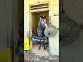 Preakness Winner NAPOLEON SOLO arrives at Belmont Park!