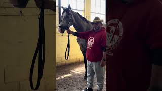 Preakness Winner NAPOLEON SOLO arrives at Belmont Park!