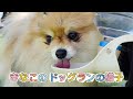 きなこは意外と走れるんです😳✨#pomeranian #ポメラニアン #犬 #ドッグラン #癒し #博美犬