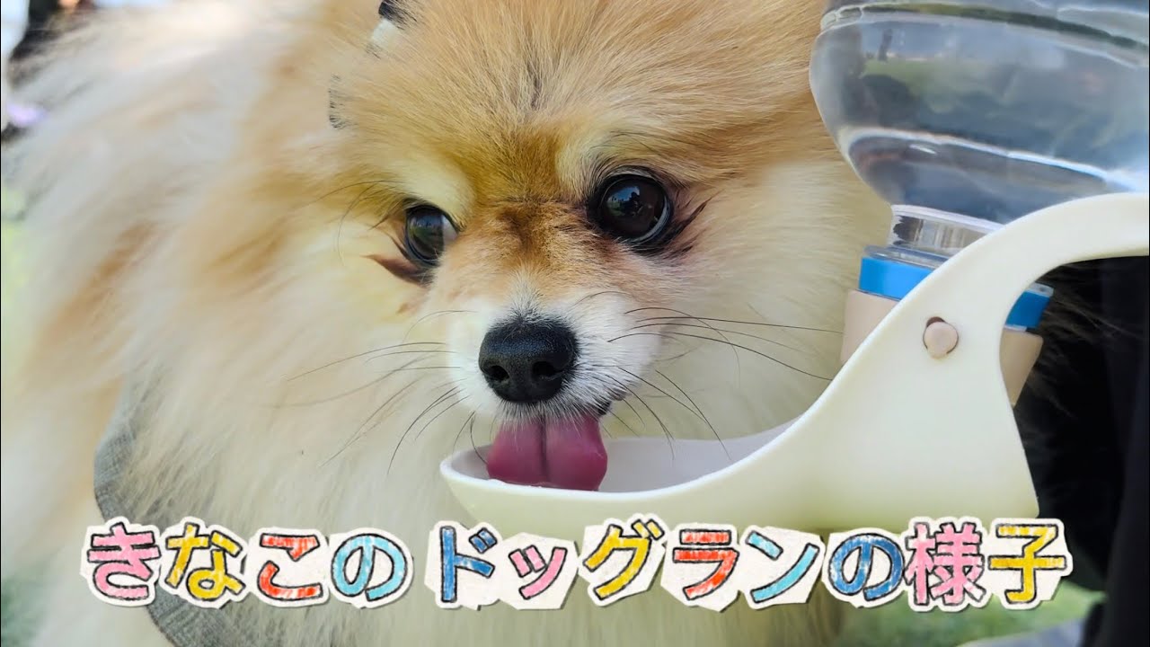 きなこは意外と走れるんです😳✨#pomeranian #ポメラニアン #犬 #ドッグラン #癒し #博美犬