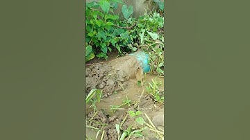 How To Unclogged Culvert Pipe #unclog #culvert #mud #shorts