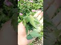 “Ei natural trick janila pare apana shock heijibe 😮🌿”#NeemPower#NaturalPesticide#OrganicFarming#like