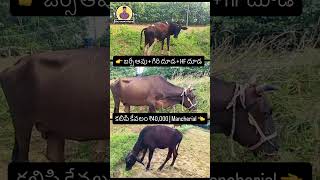 జర్సీ ఆవు + గిరి దూడ +HF దూడ కలిపి కేవలం ₹40,000కి | Mancherial #raithumitrudu #farming #cow #dairy