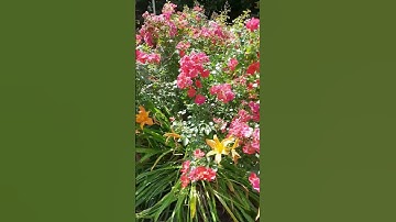 Robot máy cắt cỏ tự động chạy loanh quanh khắp vườn. Đỡ được rất nhiều tiền trả cho thợ làm vườn 👍💥