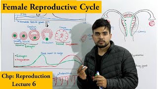 Ovarian and Menstrual Cycle in Human female