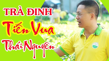 Trà Đinh Tiến Vua, Trà Đinh Tân Cương | HTX TRÀ XANH THÁI NGUYÊN
