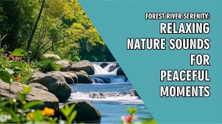 Forest River Serenity Relaxing Nature Sounds For Peaceful Moments