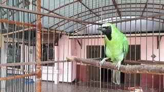 Train 2 Cucak Ijo Kalimantan