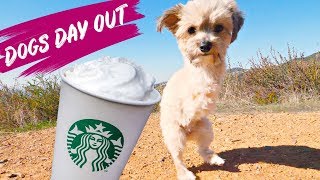 Cute Two Legged Yorkie Rescue Dog Get's Puppachino featured Jockey Commercial Dog screenshot 2