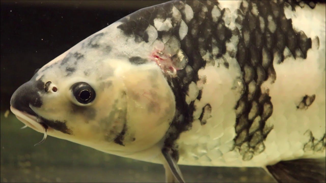 錦鯉 白写りの穴あき病の治療を開始 Youtube