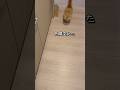 キッチンに立つといつも付いてくる子猫。#ミヌエット #マンチカン #子猫