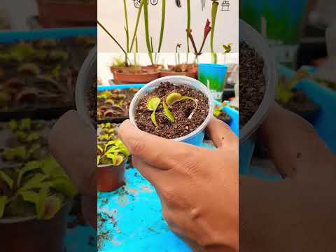 Video: ¿Debería replantar mi Venus atrapamoscas?