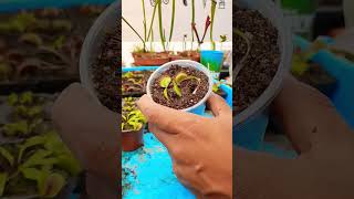¿Cómo hacer esquejes de Venus atrapamoscas? #carnifans #plantascarnivoras #dionaeamuscipula