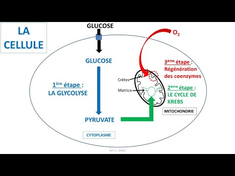 Vidéo: Où se produit la glycolyse dans la respiration cellulaire ?