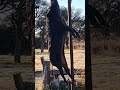 #video #cacería #cazadores #cacería #cazadores #fypシ #hunting #parati #jabalí #viral #cardenales