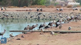 Heaven for migratory birds:Egypt's Ras Mohammad National park