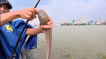 Câu được cá Trê lớn ở Sông Sài Gòn