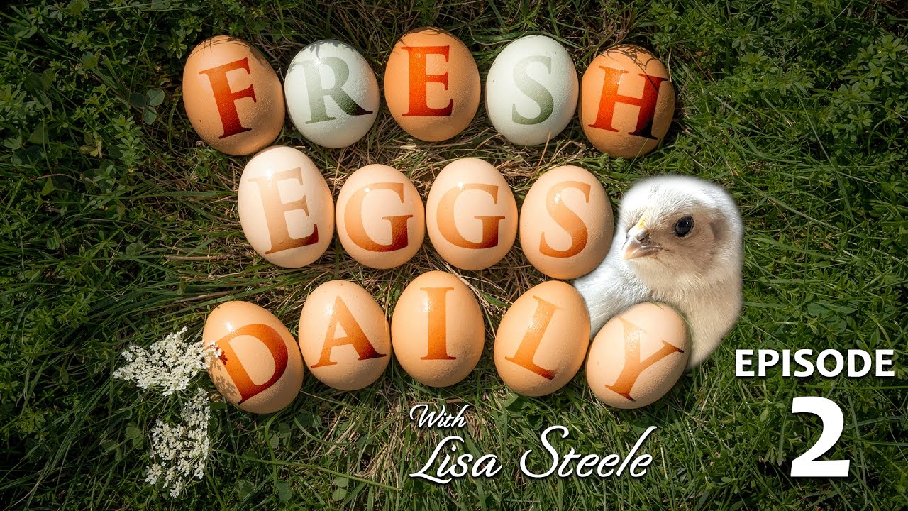 Fresh Eggs Daily with Lisa Steele - Got a scale? Check out the egg size  grading chart to see how your eggs measure up.