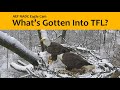 AEF NADC Eagle Nest 2021:  What's Gotten Into TFL?