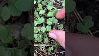 Green City Growers Garden Update from the Kenny School Garden, April 21st 2021
