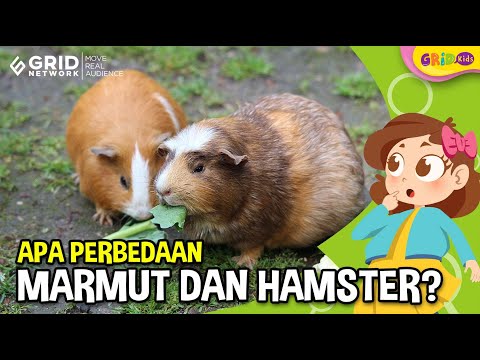 Video: Apakah marmot itu hamster?