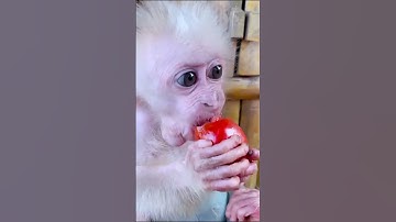 Aap Obi eet fruit met het eendje #schattig #babyaap #aap #grappig #dieren #baby #animatie