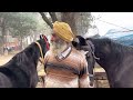 बुजुर्ग किसान की शानदार घोड़ीया