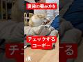 寝袋の畳み方をチェックするコーギー #コーギー #つーちゃん #corgi