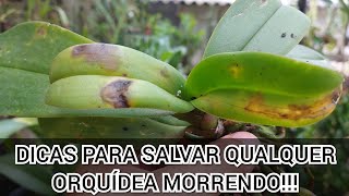 APRENDA SALVAR SUA ORQUÍDEA QUE ESTÁ MORRENDO!!! - thptnganamst.edu.vn