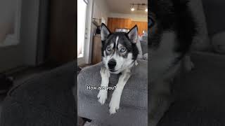 My husky speaks english! #shorts #husky #huskies #dogshorts #huskiesofyoutube My husky speaks english! #shorts #husky #huskies #dogshorts #huskiesofyoutube