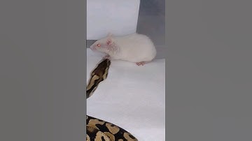 Ball Python Takes Down A Rat | Snake Strikes Rat To Eat #Reptiles #Snake #BallPython #Food #Feeding