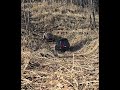 Trail crawling in the forest.. FMS FCX10 LC8P PRO V2 AND YIKONG YK4107 #FCX10 #LC80 #YIKONG