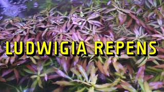 Ludwigia Repens Live Aquarium Plant Complete Guide