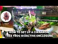 How to set up a Cinnamon Tree Frog BioActive Paludarium