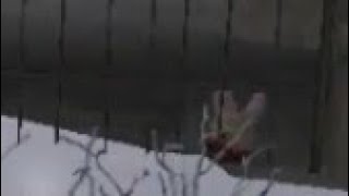 Метель: секретная маска кролика гайд как найти